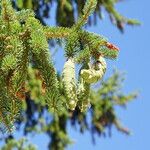 Picea abies Froito