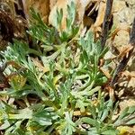 Artemisia genipi Leaf