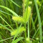 Carex lurida Blüte