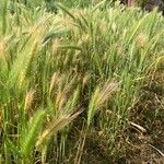 Hordeum secalinum Leht