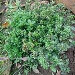 Origanum majorana पत्ता