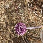 Allium atroviolaceum 花