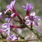 Plumbago europaea Flor