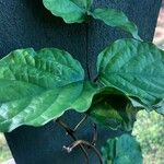 Clerodendrum splendens Leaf