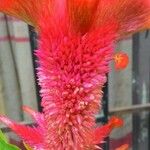 Celosia cristata Flors