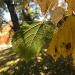 Tilia × euchlora Folla