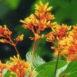 Palicourea guianensis عادت داشتن