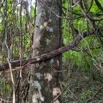 Zanthoxylum rhoifoliumKéreg/szár