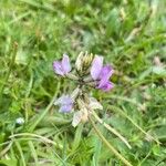 Oxytropis lapponica फूल