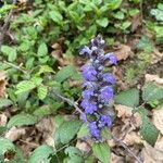 Ajuga genevensis 花