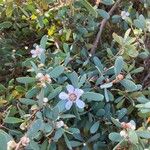 Leptospermum laevigatum Blomma