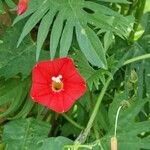 Ipomoea quamoclit Flower