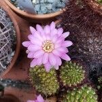 Rebutia mentosa Blüte