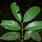 Eugenia tapacumensis Leaf