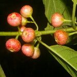 Siparuna thecaphora Fruit