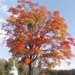 Quercus robur Лист