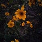 Viguiera dentata 花