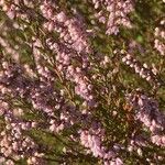 Calluna vulgaris Fleur