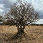 Cordia monoica Écorce