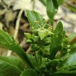 Mercurialis perennis Flower