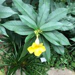 Allamanda schottii ഇല