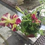 Petunia x atkinsiana Λουλούδι