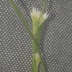 Rhynchospora alba Λουλούδι
