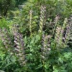 Acanthus hungaricus Hábitos