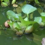 Eichhornia crassipes Habit