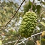 Guazuma ulmifolia 果實