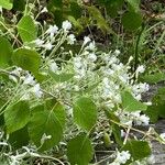 Cerastium biebersteinii Flor