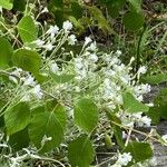 Cerastium biebersteinii 花