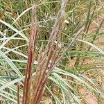 Miscanthus sinensis Fula