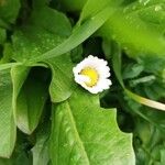 Bellis annuaΛουλούδι