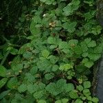 Rubus franchetianus Habit