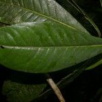 Ardisia opegrapha Leaf