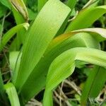 Allium rotundum Folio