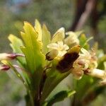 Pittosporum dzumacense Квітка