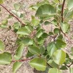 Pyrus bourgaeana Leaf