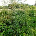 Lactuca serriola Elinympäristö