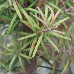 Banksia ericifolia Blad