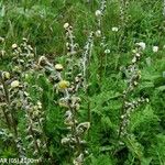 Artemisia atrata Staniste