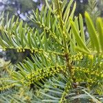 Cephalotaxus fortunei Leaf