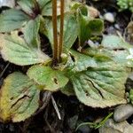 Calceolaria biflora Other