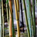 Phyllostachys aureosulcata Kůra