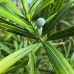 Podocarpus macrophyllus Fruit