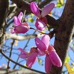 Cercis siliquastrum Квітка