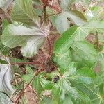 Jatropha gossypiifolia Blad