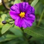 Lycianthes rantonnetii Fula