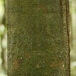 Dendrobangia boliviana പുറംതൊലി